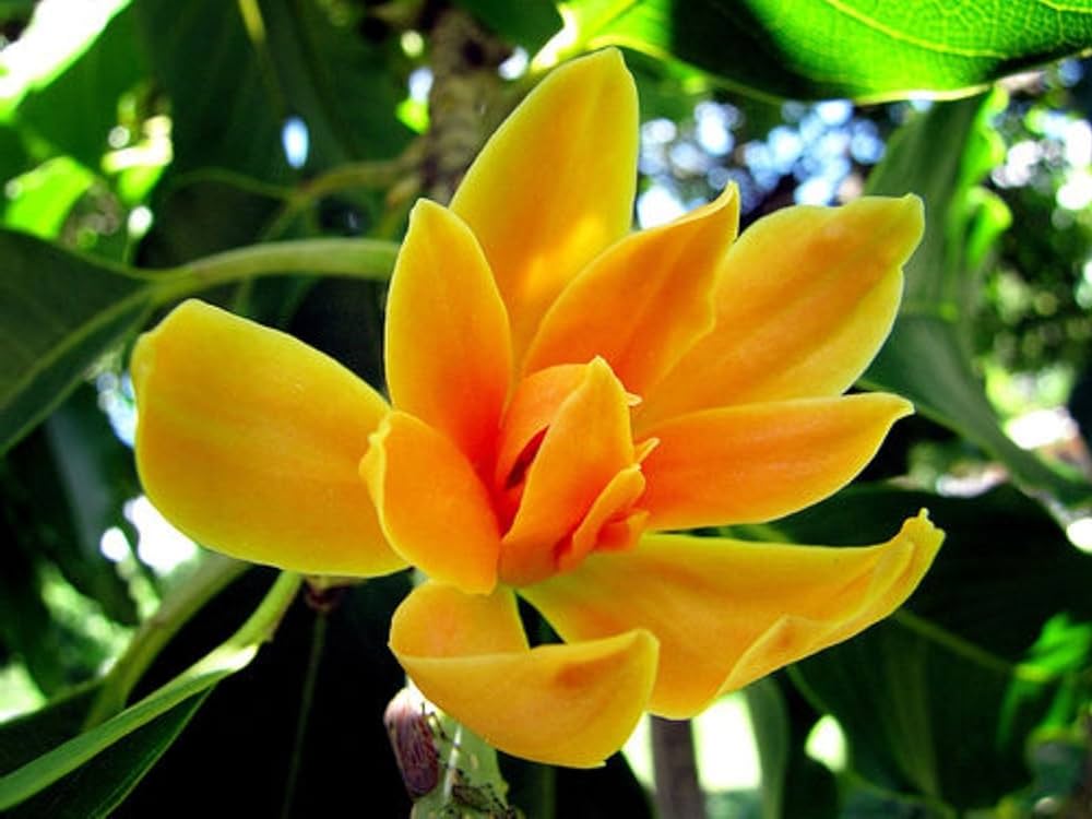 Sampangi flower in english sales